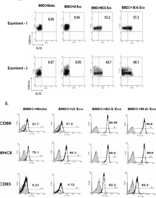 Figure 5. Activation and maturation of BMDC by exosomes from Mtb- and BCG-infected macrophages