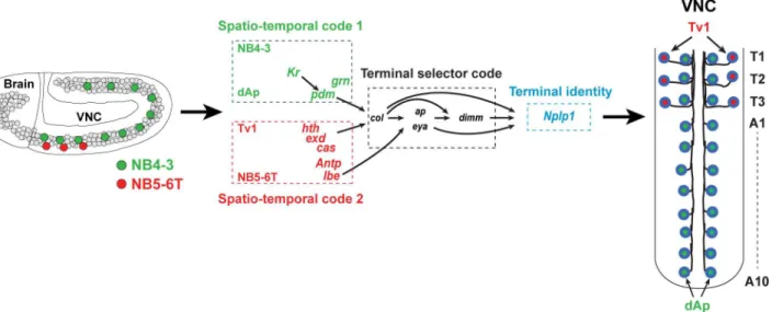 Fig 8. lbe is critical for Ap cluster formation and Tv1 specification. (A – C) Expression of Eya, Dimm, and Nplp1 in control and in lbe mutants rescued with UAS-lbe, or cross-rescued with UAS-col, driven from elav-Gal4