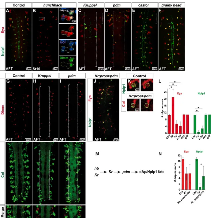 Fig 3. Early temporal genes are critical for dAp specification. (A–F) Expression of Eya and Nplp1 in control and temporal mutants, at St16 or AFT