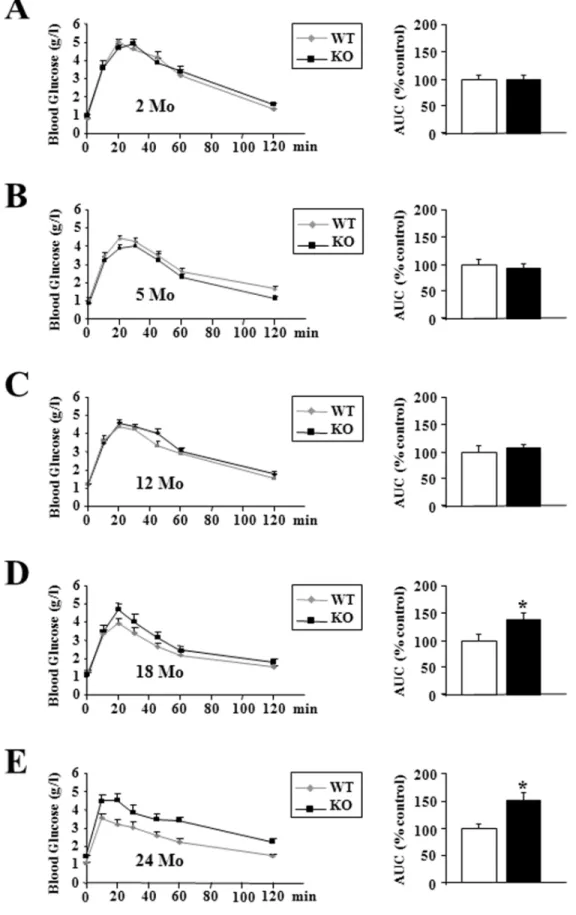 Figure 6. Oldest p43 2 / 2 mice displayed a severe glucose intolerance. (A–E) Glucose tolerance test and quantification of the area under the curve at the indicated ages in wild-type (WT) and p432/2 mice (KO) (n = 8 each group)