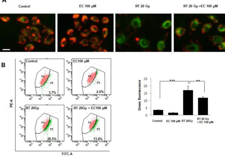 Figure 3. Effect of epicatechin on radiation-induced mitochondrial membrane potential in the HaCaT cells