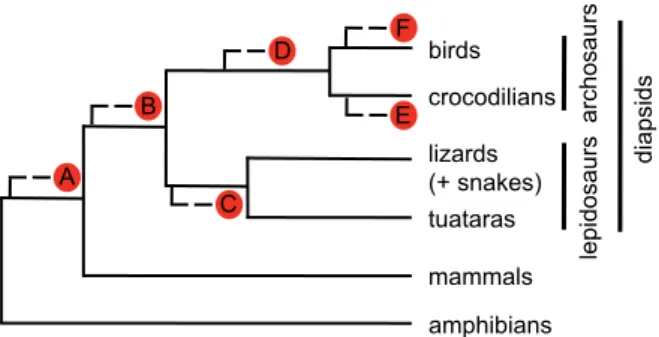 Figure 1. Alternative placements of turtles in the current phylogeny of living tetrapods.