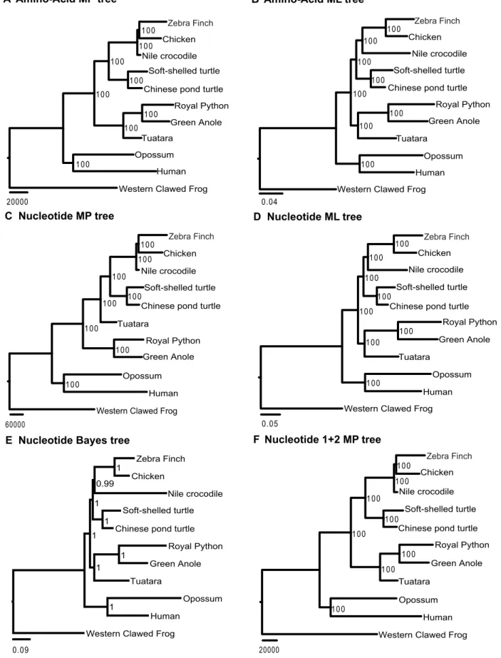 Figure 4. The phylogenetic hypotheses derived from the 11-species data. Amino-acid and nucleotide sequences were analyzed by maximum parsimony (MP) and maximum likelihood (ML) methods, respectively