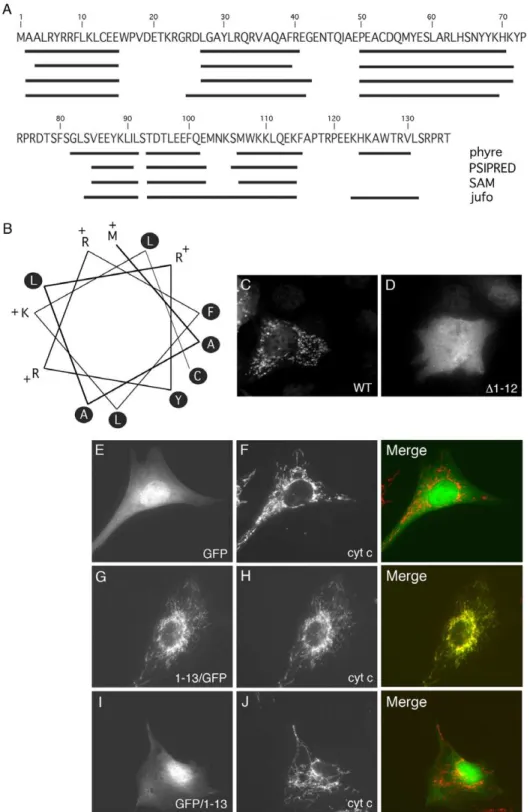 Figure 2. Identification of a mitochondrial targeting signal. (A) Prediction of the secondary structure of mouse M19 ( Mus musculus NM026063) using 4 different algorithms: phyre, PSIPRED, SAM and jufo
