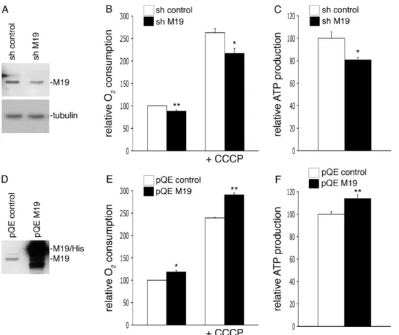 Figure 3. M19 expression levels regulate oxygen consumption and ATP production in C2C12 cells
