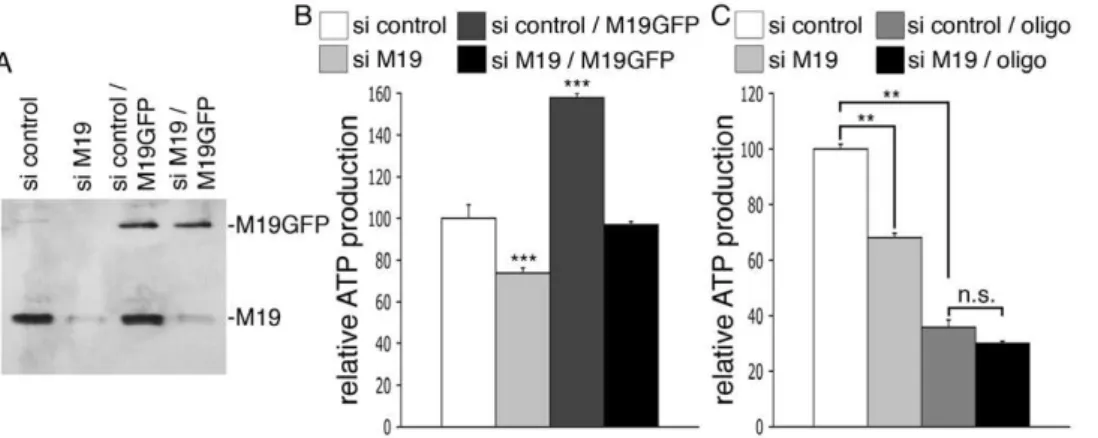 Figure 4. M19 expression levels regulate mitochondrial ATP production in HeLa cells. (A, B) HeLa cells were transfected with a control siRNA (si control), a human M19-specific siRNA (si M19), a control siRNA associated with the pEGFP-N1 vector encoding mou