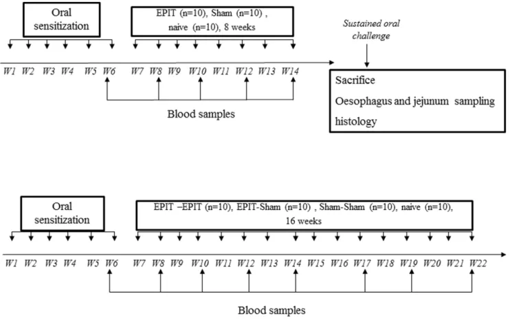 Figure 1. Study design for induction of eosinophilic esophagatis and enteropathy and for the effect of EPIT on the induction of digestive lesions