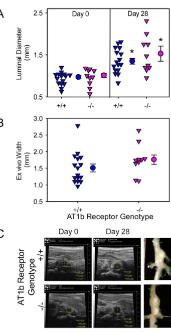 Figure 4. AT1b receptor deficiency had no effect on AngII- AngII-induced abdominal aortic dilation in vivo