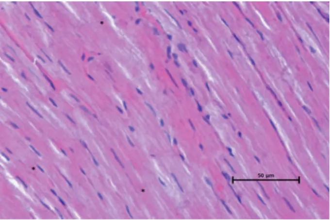 Figure 3. Photo micrograph of Control group. Note: Myo- Myo-ibrils (star) are seen (Hematoxylin-eosin staining, original  magniication X 40).