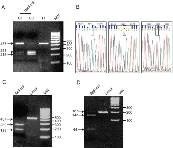 Figure 1. Analysis of HIF-1 a polymorhisms using RFLP. (A) Analysis of HIF-1a gene C1772T polymorphism with HphI enzyme, shown on 2%