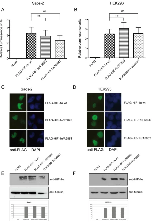 Figure 2. P582S and A588T mutations do not affect HIF-1 a transcriptional activity, localization and expression