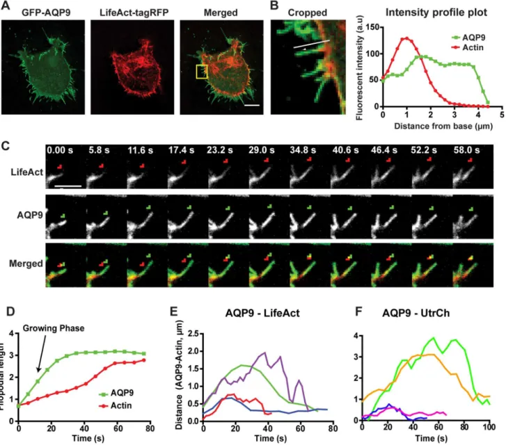 Figure 4. Interplay of filopodial actin and AQP9 reveals temporal changes in their relative distribution
