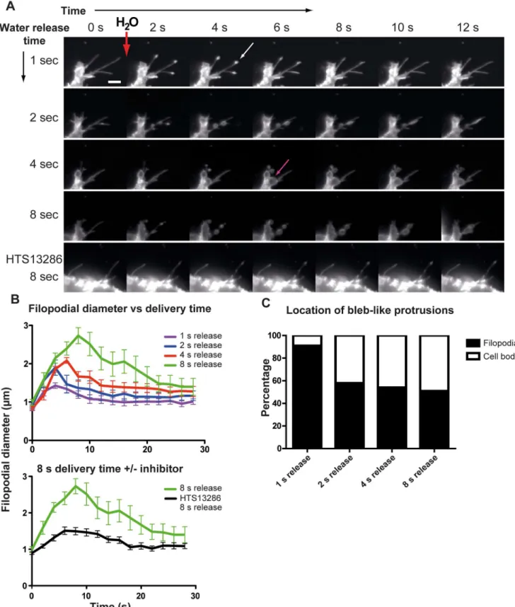 Figure 6. Size and location of H 2 O-induced bleb like protrusions. (A) Time lapse montage of the formation of filopodial bleb-like protrusions.