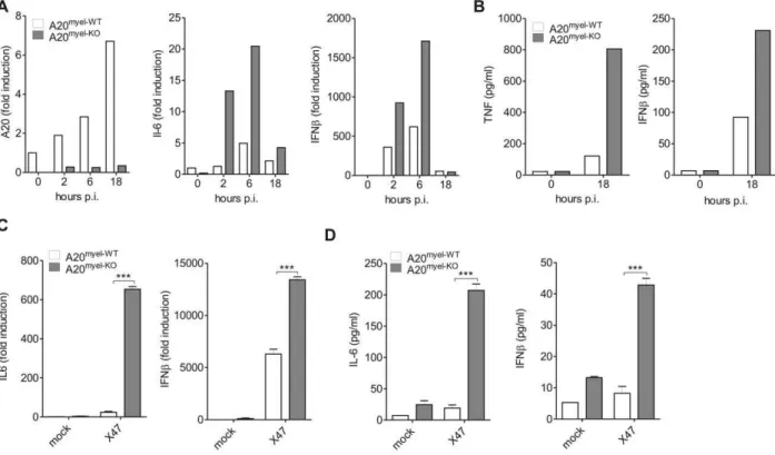 Figure 2. A20 negatively regulates IAV-induced gene expression in BMDM and alveolar macrophages