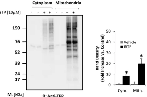 Fig 4. Mitochondrial protein modification by IBTP in breast cancer cells. MB231 cells were treated with 10μM IBTP or EtOH vehicle for 4h, and cell fractions were obtained as described in the Materials and Methods