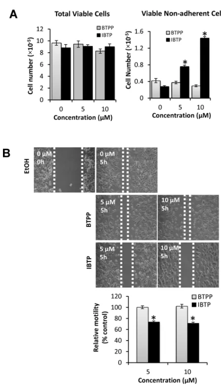 Fig 9. Effects of IBTP on cell attachment and migration in human breast cancer cells. MB231 cells were treated with the indicated concentrations of IBTP