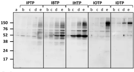Fig 2. Dose-dependent modification of proteins by MTSEs of different chain length in MB231 cells.