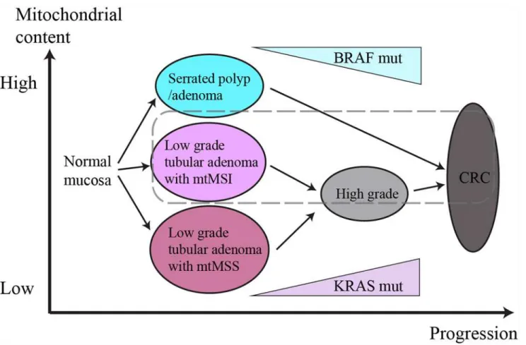 Fig 2. Schematic diagram of the role of mitochondrial DNA in colorectal carcinogenesis