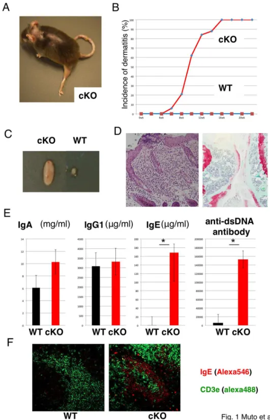 Figure 1.   Characterization of Foxp3 Cre-YFP -TRAF6 f/f  (cKO) mice.  (A) Representative appearance of a ββ-week-old cKO mouse.