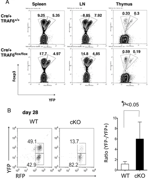 Figure 4.  Reduced expression of Foxp3 in TRAF6-deficeit Tregs.  (A) Foxpγ protein and YFP expression in Treg cells among gated CD4 + T cells from the spleen, LN and thymus of female Foxpγ  YFP-Cre/+  TRAF6 f/f  mice and Foxpγ  YFP-Cre/+  TRAF6 +/+  litter