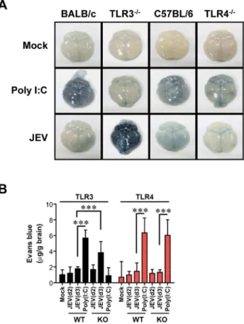 Figure 4. BBB permeability is increased after JEV infection in TLR3 2/2 but not TLR4 2/2 mice