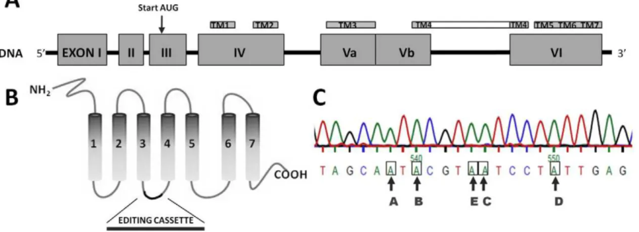 Figure 1. Serotonin 2C receptor gene structure. A) The human full-length 5-HT 2C gene, located on the X chromosome and processed from mRNA encoded from exon 3 to exon 6 after splicing out intronic sequence is depicted (not including 39- or 59- untranslated