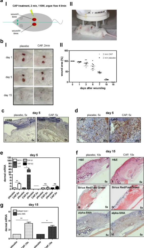 Figure 3. Wound healing after CAP therapy in a mouse wound healing model. (a I) Schematic overview of the wound generation in 129/Sv/