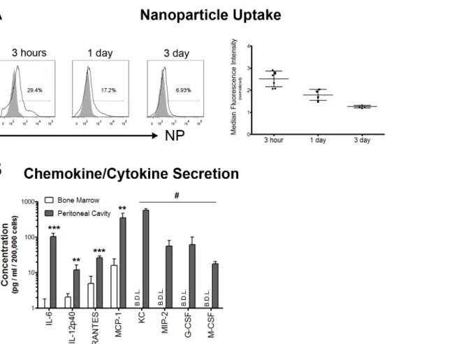 Fig 4. Neutrophil Function. (A)–Confirmation of neutrophil phagocytic capacity. Fluorescent nanoparticles (~190 nm polystyrene nanoparticles) were injected intraperitoneally, 1 week following alginate microcapsule implantation