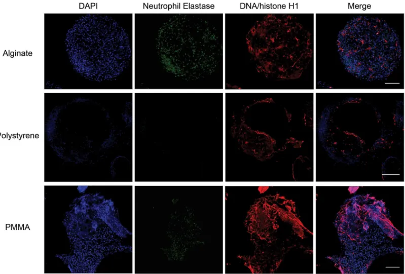 Fig 5. Neutrophil extracellular traps. Representative z-stacked immunofluorescence images showing neutrophil elastase and DNA/histone-H1 on the surface of microcapsules