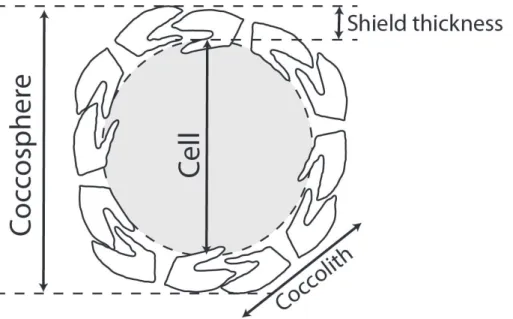 Figure 1. Schematic representation of a coccolithophore cell surrounded by a shield of coccol- coccol-iths