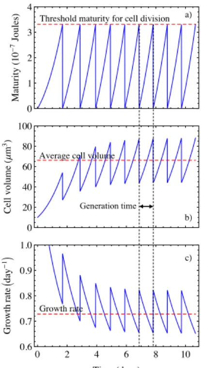 Figure 10. Evolution in time of modeled (a) maturity, (b) cell volume and (c) instantaneous growth rate of a cell undergoing ten successive cycles of growth and division