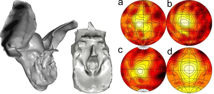 Figure 2 shows the simulated hearing and emission directionality for the 3D model at 75 kHz