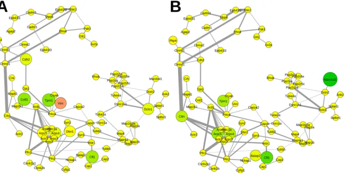 Fig 7. Relative abundance of proteins mapped to the functional subnetwork of the cytoskeleton organization