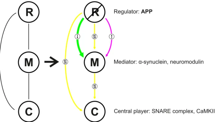 Fig 9. Scheme illustrating the regulatory role of APP in a context-sensitive manner at the hippocampal PAZ
