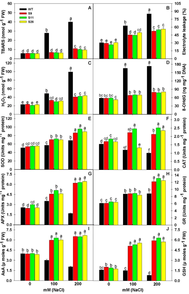Figure 6. Overexpression of pea p68 showed less oxidative damage by modulating the ROS machinery under salinity stress.