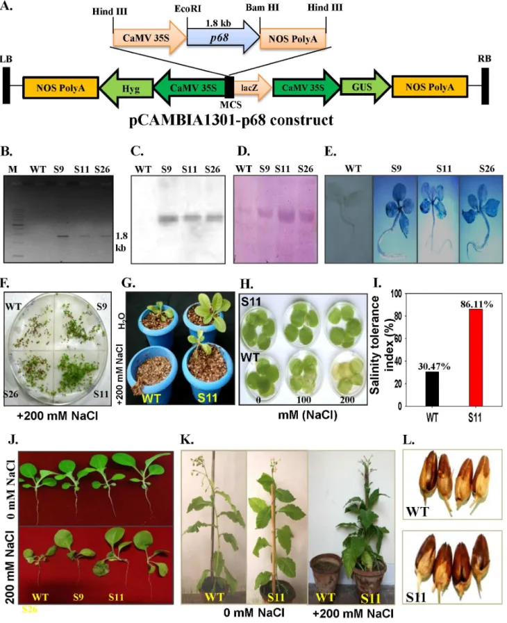 Figure 3. Molecular and morphophysiological analysis of pea p68 overexpressing transgenic tobacco plants