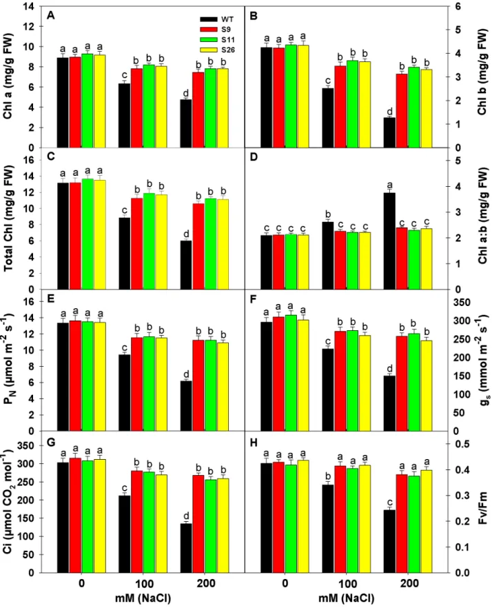 Figure 5. Effects of salinity stress on chlorophyll content, photosynthesis and chlorophyll fluorescence of transgenic and WT tobacco plants