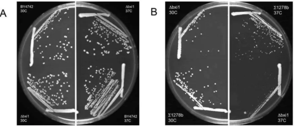 Figure 2. Yeast cells lacking BXI1 are sensitive to heat shock. Wildtype and Dbxi1 cells from the BY4742 and S1278b strain backgrounds were cultured in rich YPD media overnight