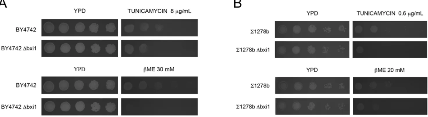 Figure 6. Deleting BXI1 diminishes the unfolded protein response induced by tunicamycin