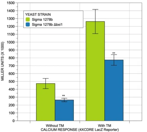 Figure 7. Deleting BXI1 diminishes calcium signaling in the absence and presence of unfolded proteins in the ER