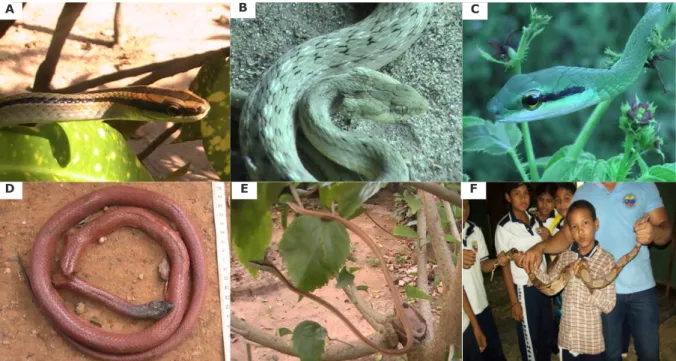 Figura 1. Porcentaje de especies por familia de  serpientes reportados para Tamalameque,  Cesar-Colombia.