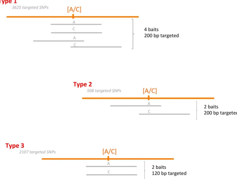 Fig 1. Description of the bait design. Orange lines represent the durum wheat genome, with the targeted SNP in brackets