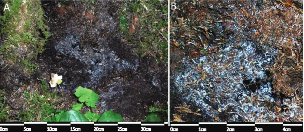 Fig. 1. Photograph of a Piloderma mat (A) Piloderma mat colonizing the O-horizon, (B) close- close-up of rhizomorphic growth habit