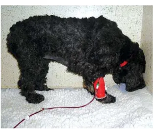 Figure 1. Head pressing in a 4-year-old female  neutered Cocker Spaniel with meningoencephalitis  of unknown aetiology, immune-mediated hemolytic  anaemia and immune-mediated thrombocytopenia