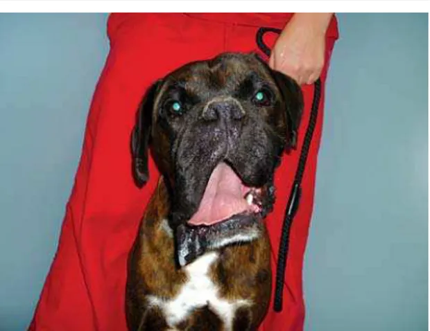 Figure 12. Right side dropping of the lips and ear  in a 4-year-old female neutered Boxer with right side  idiopathic facial neuritis.