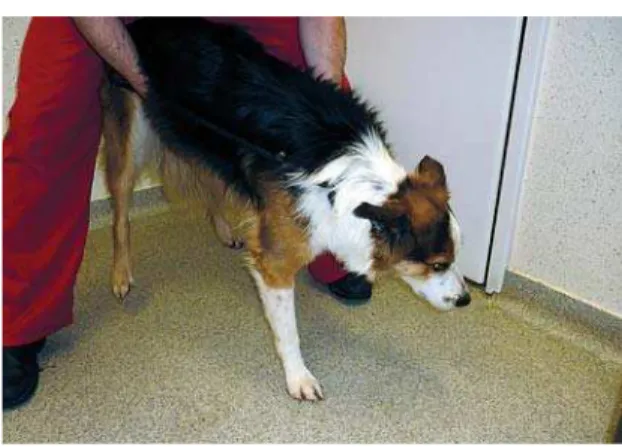 Figure 15. Proprioceptive placing is tested by placing  the paw in the abnormal position, the patient’s body needs  to be sufficiently supported with the other arm