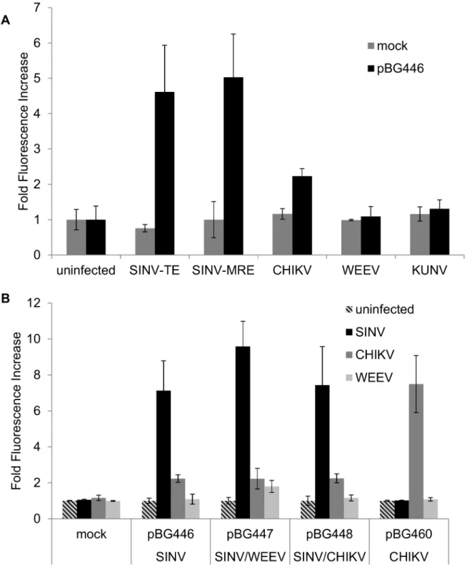 Figure 3.  Sindbis subgenomic reporter detects infection with different SINV strains and similar old world alphaviruses, but not new world alphavirus or flavivirus infections