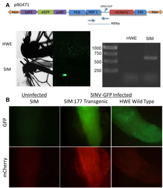 Figure  5.    Transgenic  Aedes  aegypti  express  mCherry  following  SINV  infection