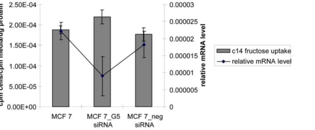 Figure 3. Knocking down GLUT 5 mRNA in MCF7 cells has no effect on fructose uptake. GLUT 5 specific siRNA and negative control siRNA were transfected into MCF7 cells