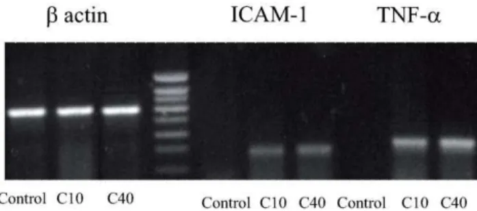 Figure 6. Degraded CGN stimulated ICAM-1 and TNF- a gene expression in monocytes. Representative samples of RT-PCR analysis showing over expression of ICAM-1 and TNF-a after stimulation of monocytes with 1 g/l of degraded CGN